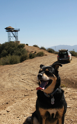 Return to Cuyama Peak